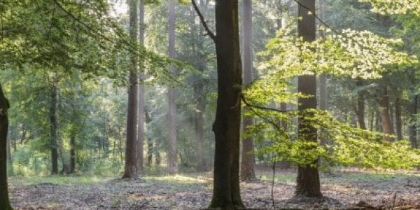 Foto: Ochtendwandeling over landgoed De Dellen